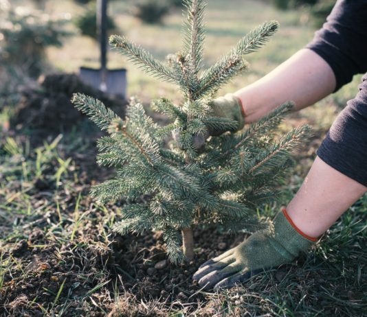 Советы по весенней посадке. Как сажать деревья и кустарники весной?