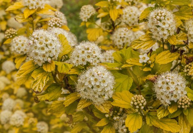 Спирея Вангутта «Голд фоунтейн» (Spirea vanhoutte 'Gold Fountain')
