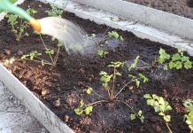 После высадки сельдерея пролейте лунки
