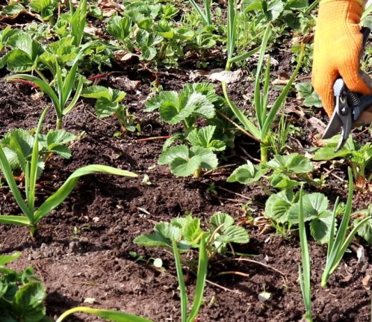 Старые листья лучше обрезать. С гряд также удаляем все сорняки, ветки, листовой опад и прочий растительный мусор