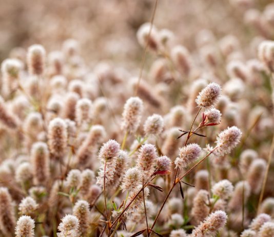 Клевер кошачий, или клевер пашенный — полезный и красивый однолетник
