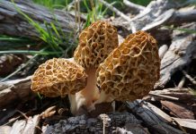 Весенние грибы для здоровья и кулинарных изысков