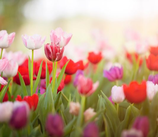 Весенние луковичные цветы. Как защитить коллекцию от болезней и повысить эстетический вид растений?