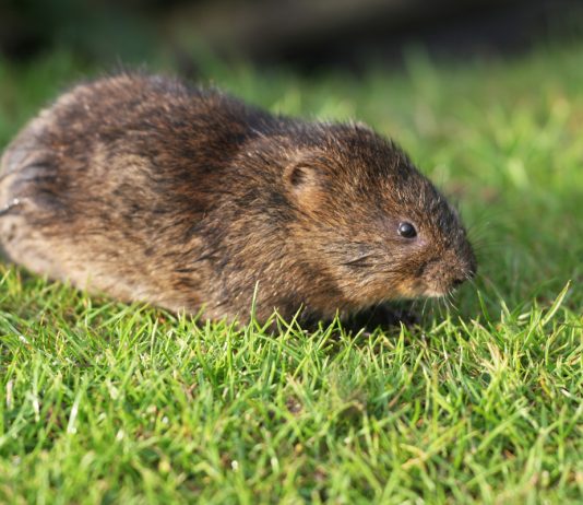 Водяная крыса — почему о ней нужно знать и что с ней делать?