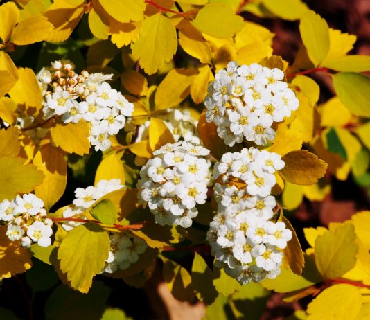 Жёлтый шартрез в весеннем саду — кустарники с «шартрезной» листвой
