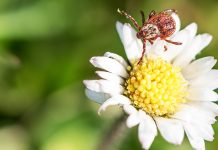 Иксодовые клещи — чем опасны и как защититься на даче?
