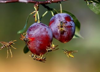 Как избавиться от ос на даче?