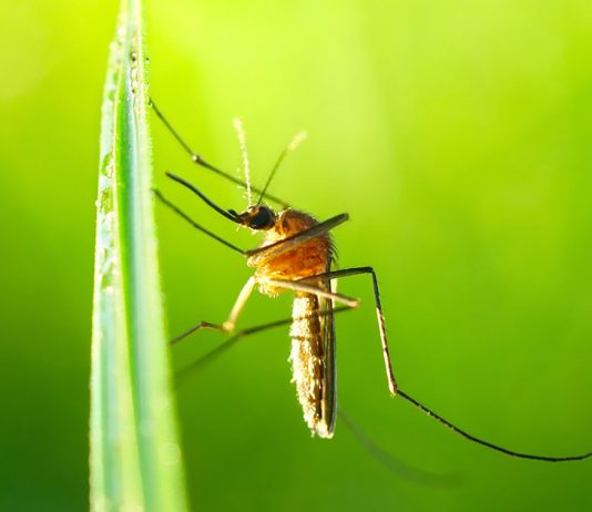 Как избавиться от комаров на участке и дома?