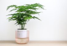 10 комнатных растений наших бабушек, которые популярны сейчас