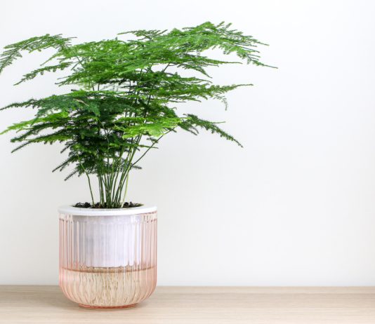 10 комнатных растений наших бабушек, которые популярны сейчас