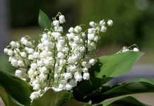 10 ядовитых растений на нашем участке