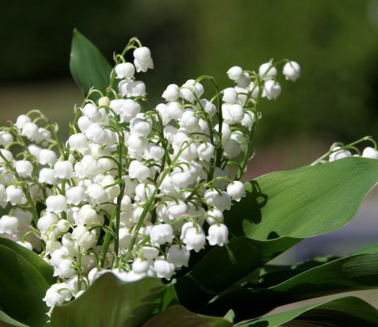 10 ядовитых растений на нашем участке - Цветы многолетние 10 ядовитых растений на нашем участке