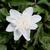 Анемонелла василистниковая «Альба Плена» (Anemonella thalictroides 'Alba Plena')
