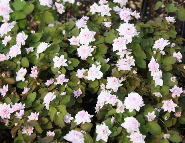 Анемонелла василистниковая «Камео» (Anemonella thalictroides 'Cameo')