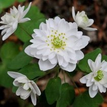Анемонелла василистниковая «Фулл Дабл Вайт» (Anemonella thalictroides 'Full Double White')