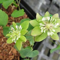 Анемонелла василистниковидная «Грин хуррикэн» (Anemonella thalictroides 'Green Hurricane')
