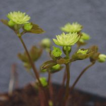 Анемонелла василистниковая «Дабл грин» (Anemonella thalictroides 'Double Green')