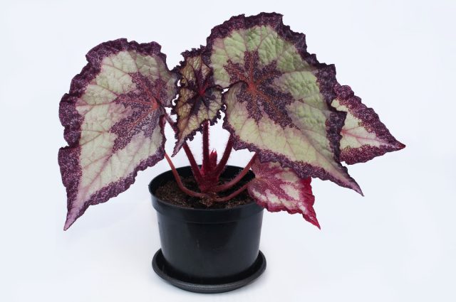 Бегония королевская (Begonia rex)