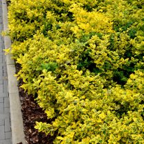 Бересклет (Euonymus)