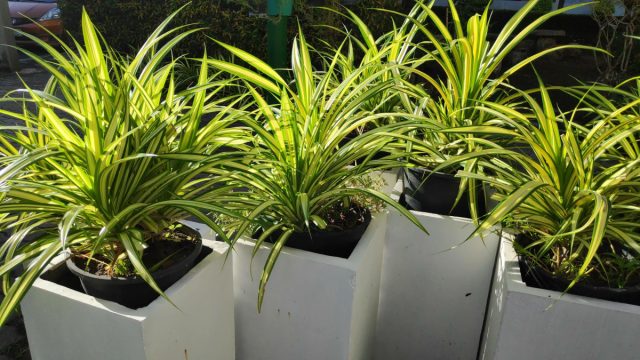 Хлорофитум хохлатый (Chlorophytum comosum) Хлорофитум хохлатый (Chlorophytum comosum)