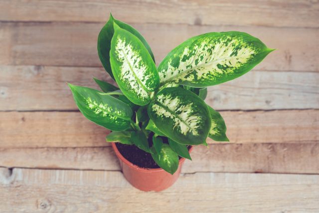 Диффенбахия пятнистая (Dieffenbachia seguine)