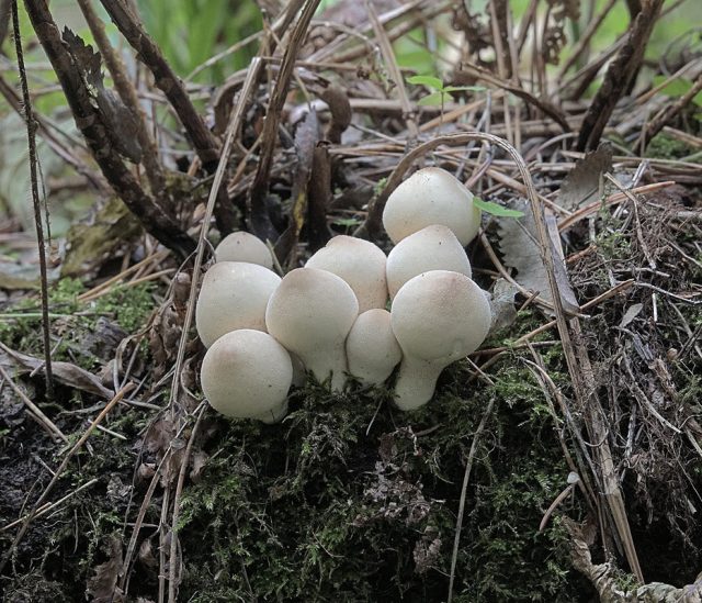 Дождевик грушевидный (Lycoperdon pyriforme)
