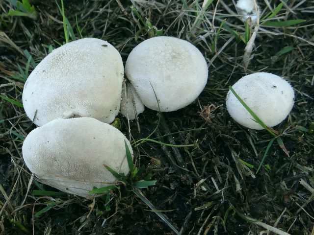 Дождевик луговой, или полевой (Lycoperdon pratense)