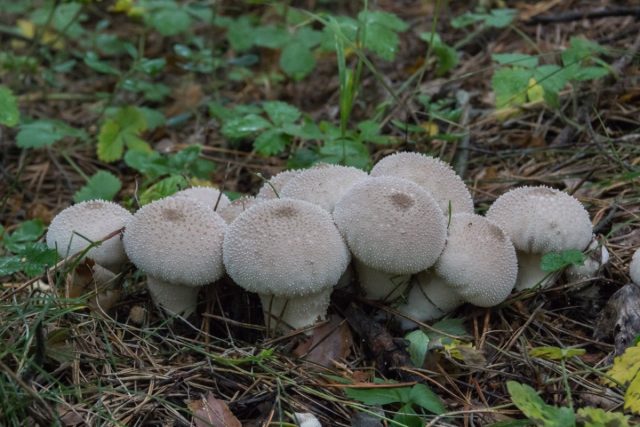 Дождевик съедобный, или шиповатый (Lycoperdon perlatum)