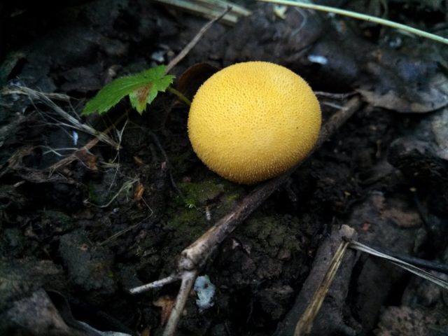 Дождевик жёлтоокрашенный (Lycoperdon flavotinctum)