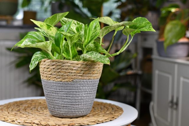 Эпипремнум золотистый (Epipremnum aureum)