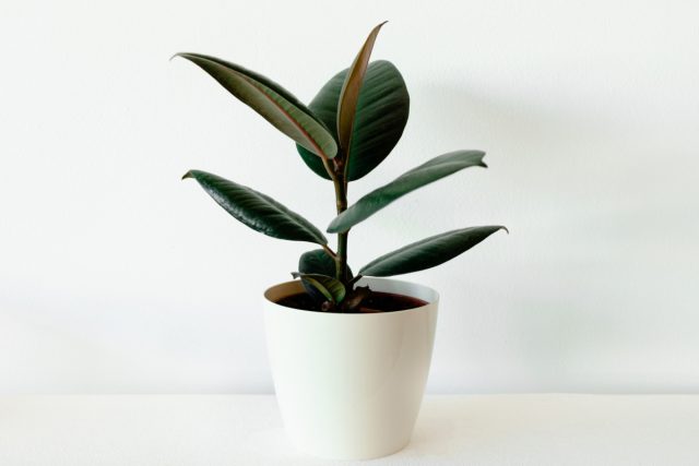 Фикус каучуконосный (Ficus elastica)