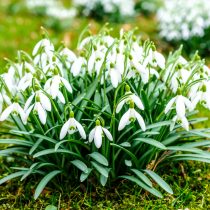 Галантус, или подснежник (Galanthus)
