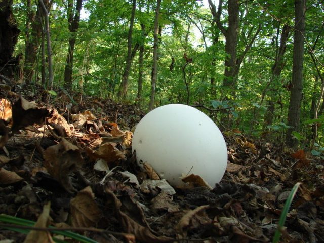 Головач гигантский или дождевик гигантский (Calvatia gigantea)