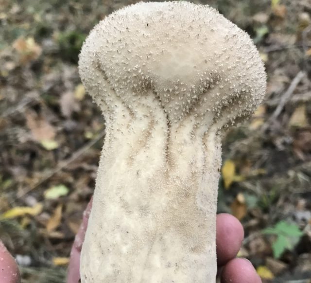 Головач продолговатый (Calvatia excipuliformis)