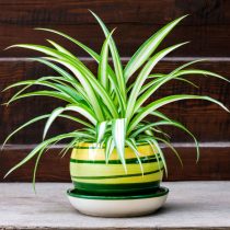 Хлорофитум хохлатый (Chlorophytum comosum) Хлорофитум хохлатый (Chlorophytum comosum)