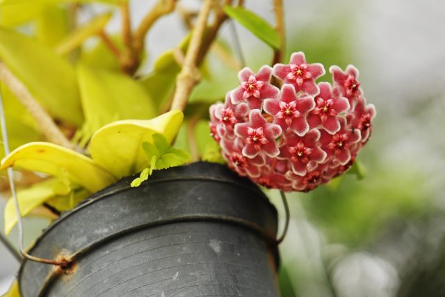Хойя мясистая, или плющ восковой (Hoya carnosa)