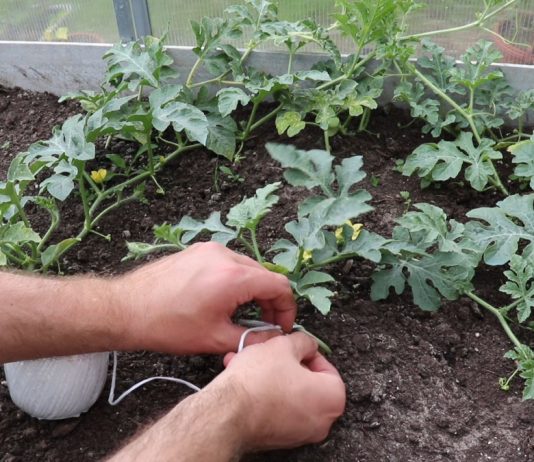 Как формировать арбузы и дыни в теплице? - Видео И арбузы, и дыни в теплице растут очень быстро, поэтому через 10-15 дней плети уже нужно начинать подвязывать