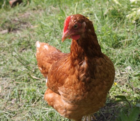 Как обустроить курятник из того, что есть под рукой: личный опыт - Животные Как обустроить курятник из того, что есть под рукой: личный опыт