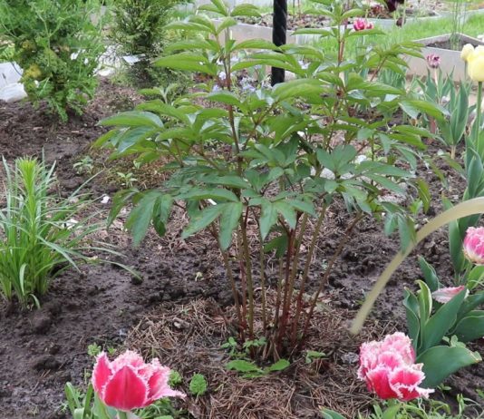 Как подкармливать пионы перед цветением и в течение всего сезона? - Цветник и ландшафт Проливаем пионы. Не забываем, что внекорневые подкормки проводятся только в пасмурные дни