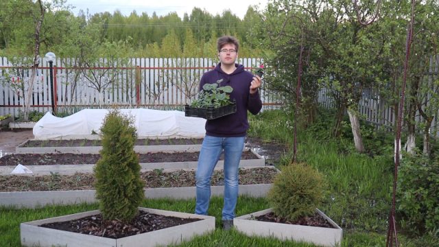 Цветы — как высадить готовую рассаду и посеять семена прямо в грунт? Цветы — как высадить готовую рассаду и посеять семена прямо в грунт?