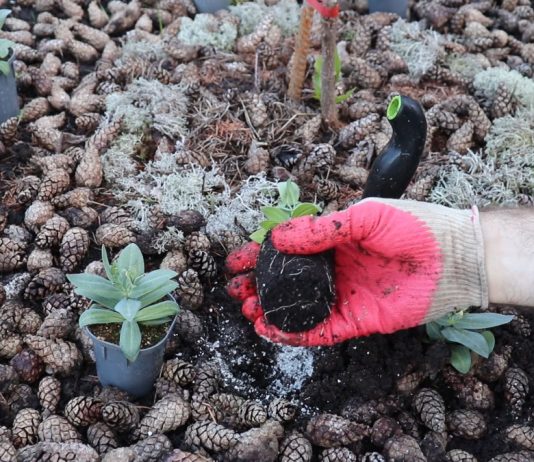 Пересадку эустомы проводят вместе с корневым комом, стараясь его не разрушить