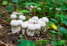 Какие съедобные грибы можно собрать летом?