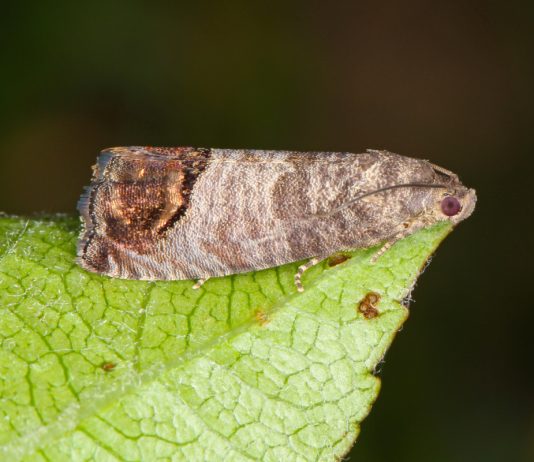 Какими бывают плодожорки — главные враги садовода