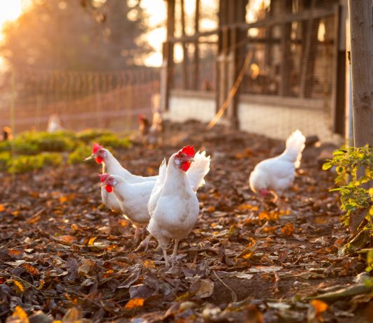 Какую курочку выбрать для яиц и мяса – лучшие кроссы и породы - Животные Какую курочку выбрать для яиц и мяса – лучшие кроссы и породы