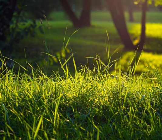 Какую траву выбрать для газона?