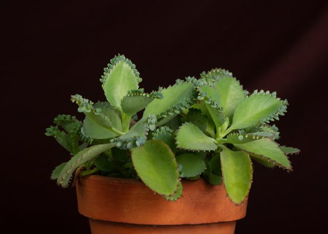 Каланхоэ Дегремона (Kalanchoe daigremontiana)