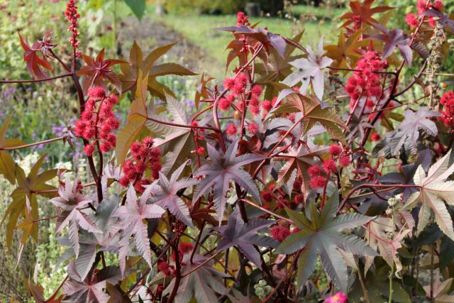 Клещевина обыкновенная (Ricinus communis)