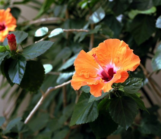 Комнатные растения для начинающих: инструкция по выбору растения