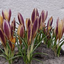 Крокус ботанический «Адванс» (Crocus Botanical 'Advance') закрывает цветки когда нет солнца Крокус ботанический «Адванс» (Crocus Botanical 'Advance') закрывает цветки когда нет солнца