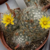 Маммиллярия Баума (Mammillaria baumii) Маммиллярия Баума (Mammillaria baumii)